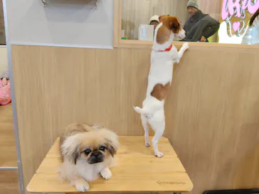 いぬカフェRio 吉祥寺店に投稿された画像（2026/2/11）