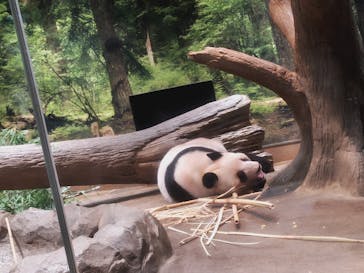 恩賜上野動物園に投稿された画像（2026/2/11）