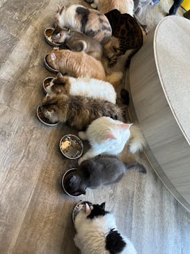 猫カフェモカ 京都河原町店に投稿された画像（2026/2/11）