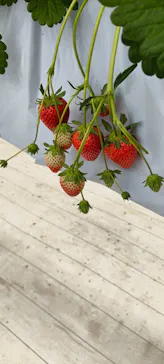 ふぁーむらぼに投稿された画像（2026/2/11）