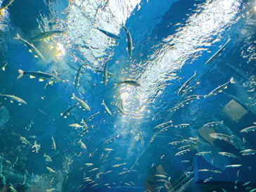 滋賀県立琵琶湖博物館に投稿された画像（2026/2/11）