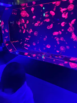 名古屋港水族館に投稿された画像（2026/2/11）