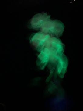 世界らん展2026-花と緑の祭典-に投稿された画像（2026/2/11）