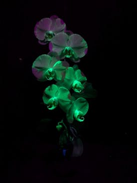 世界らん展2026-花と緑の祭典-に投稿された画像（2026/2/11）