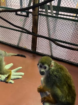 那須ワールドモンキーパークに投稿された画像（2026/2/11）