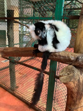 那須ワールドモンキーパークに投稿された画像（2026/2/11）