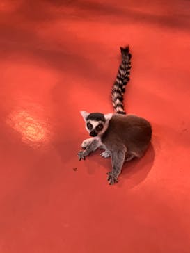 那須ワールドモンキーパークに投稿された画像（2026/2/11）