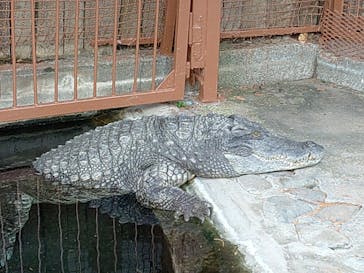 熱川バナナワニ園に投稿された画像（2026/2/11）