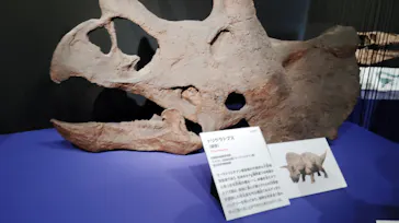 特別展「大絶滅展―生命史のビッグファイブ」に投稿された画像（2026/2/11）