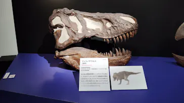 特別展「大絶滅展―生命史のビッグファイブ」に投稿された画像（2026/2/11）