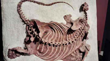 特別展「大絶滅展―生命史のビッグファイブ」に投稿された画像（2026/2/11）