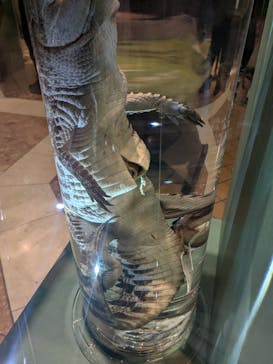 国立科学博物館に投稿された画像（2026/2/12）