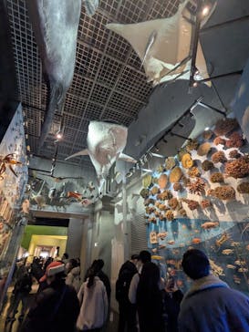 国立科学博物館に投稿された画像（2026/2/12）