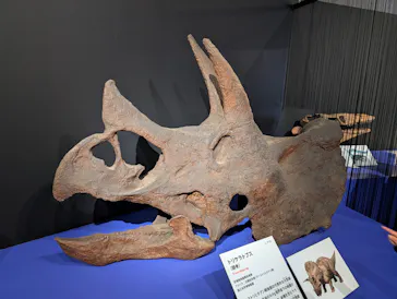 特別展「大絶滅展―生命史のビッグファイブ」に投稿された画像（2026/2/12）