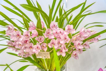 世界らん展2026-花と緑の祭典-に投稿された画像（2026/2/12）