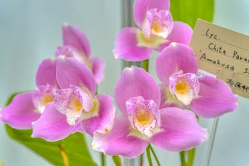 世界らん展2026-花と緑の祭典-に投稿された画像（2026/2/12）