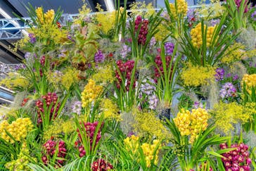 世界らん展2026-花と緑の祭典-に投稿された画像（2026/2/12）