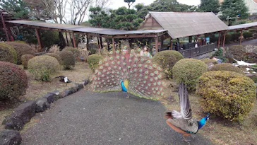伊豆シャボテン動物公園に投稿された画像（2026/2/12）