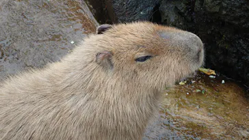 伊豆シャボテン動物公園に投稿された画像（2026/2/12）