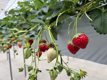 東松山市農林公園に投稿された画像（2026/2/12）