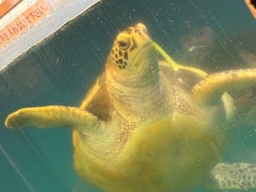 越前松島水族館に投稿された画像（2026/2/12）