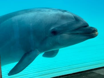 越前松島水族館に投稿された画像（2026/2/12）