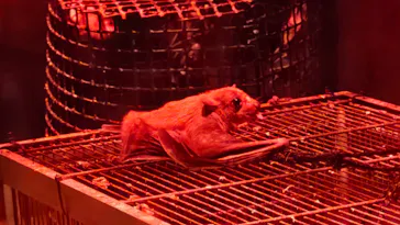 天王寺動物園に投稿された画像（2026/2/12）