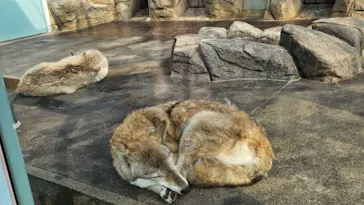 天王寺動物園に投稿された画像（2026/2/12）