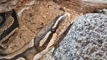 天王寺動物園に投稿された画像（2026/2/12）