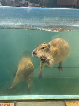 竹島水族館に投稿された画像（2026/2/12）