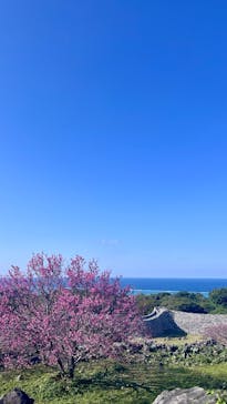 今帰仁城跡に投稿された画像（2026/2/12）