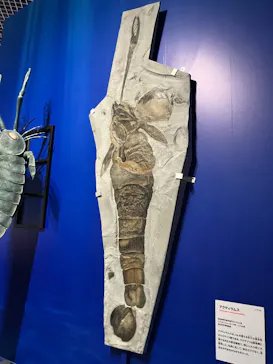 特別展「大絶滅展―生命史のビッグファイブ」に投稿された画像（2026/2/12）