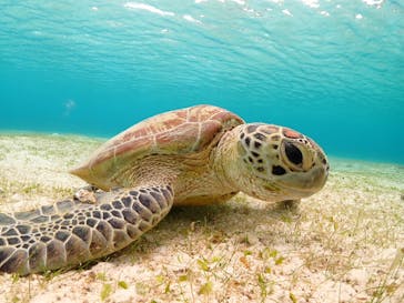 nico 宮古島に投稿された画像（2026/2/12）