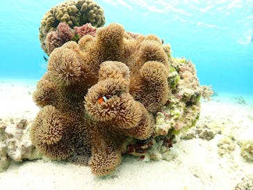 nico 宮古島に投稿された画像（2026/2/12）