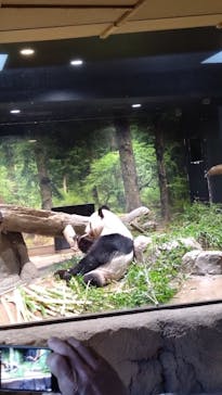 恩賜上野動物園に投稿された画像（2026/2/12）