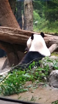 恩賜上野動物園に投稿された画像（2026/2/12）