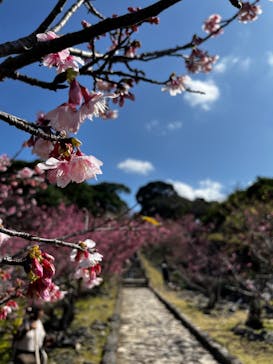 今帰仁城跡に投稿された画像（2026/2/12）