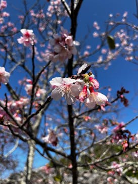 今帰仁城跡に投稿された画像（2026/2/12）