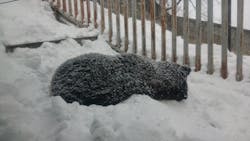 のぼりべつクマ牧場に投稿された画像（2026/2/12）