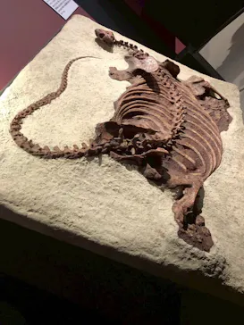 特別展「大絶滅展―生命史のビッグファイブ」に投稿された画像（2026/2/12）