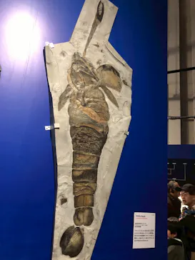 特別展「大絶滅展―生命史のビッグファイブ」に投稿された画像（2026/2/12）