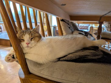 猫カフェモカ　池袋東口店に投稿された画像（2026/2/12）