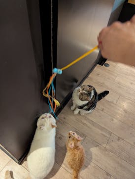 猫カフェモカ　池袋東口店に投稿された画像（2026/2/12）