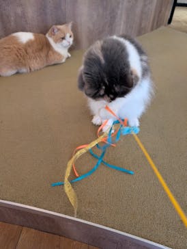 猫カフェモカ　池袋東口店に投稿された画像（2026/2/12）