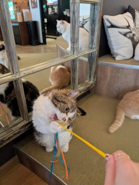 猫カフェモカ　池袋東口店に投稿された画像（2026/2/12）