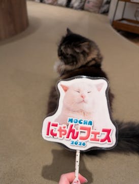 猫カフェモカ　池袋東口店に投稿された画像（2026/2/12）