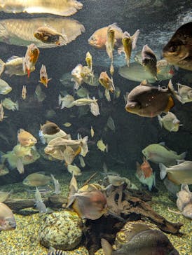 世界淡水魚園水族館　アクア・トトぎふに投稿された画像（2026/2/12）