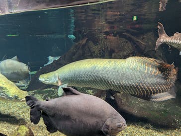 世界淡水魚園水族館　アクア・トトぎふに投稿された画像（2026/2/12）