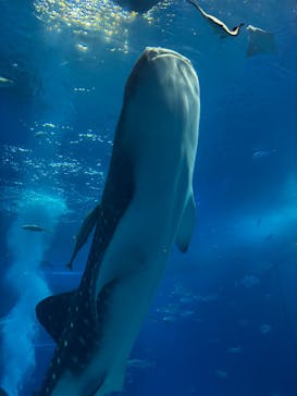 沖縄美ら海水族館に投稿された画像（2026/2/12）