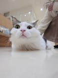 Cat Café MOFF イオンモール豊川店に投稿された画像（2026/2/13）